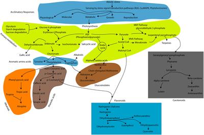 Abiotic stress-induced secondary metabolite production in Brassica: opportunities and challenges